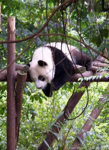 [Giant Panda Likes it Easy Here - Chengdu, Sichuan Province, China[7].jpg]