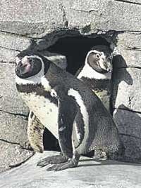[gay penguins[4].jpg]