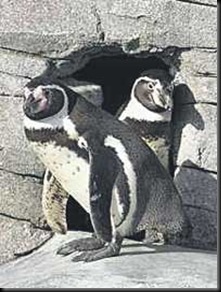 gay penguins
