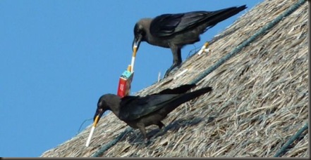 smoking crows