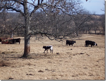 cows and calves 001