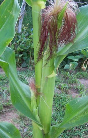 [corn Monday 8.24.09 002[2].jpg]