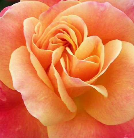 [special j.c. rose closeup[3].jpg]