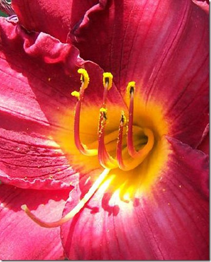 red daylily closeup