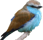 bird-twig-free-transparent-background-0400-10047