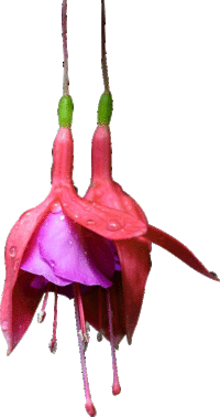 [flower-hanging-purple-red-transparent-0200-10052[2].gif]