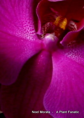 [orchids6-1[5].jpg]