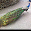 Indian Peacock / Blauer Pfau