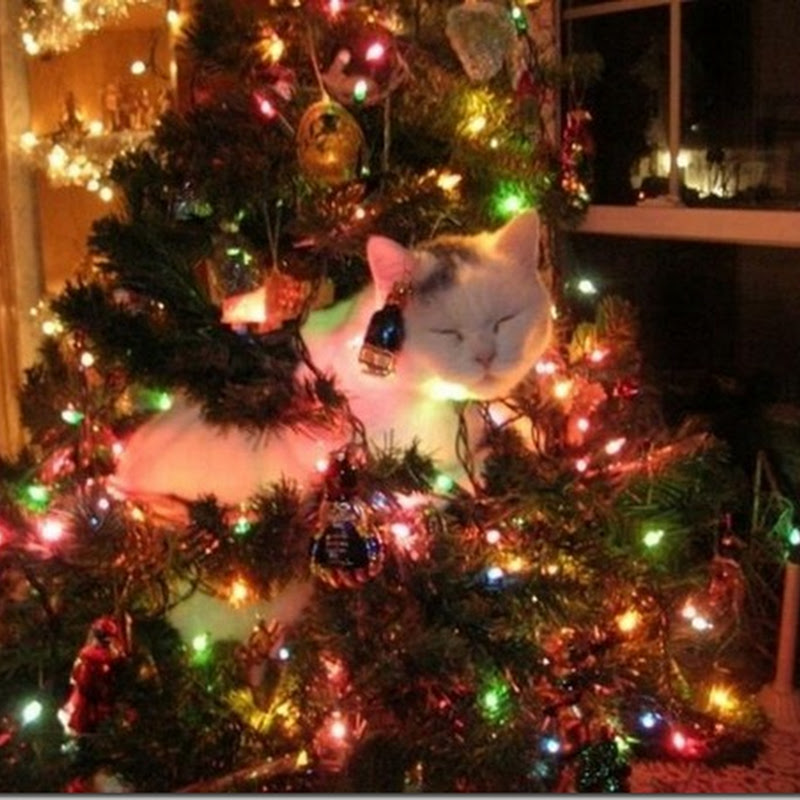 Fotos divertidas de gatos en árboles de navidad