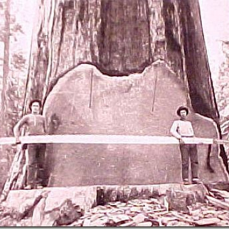 Fotos antiguas de árboles talados con troncos muy grandes