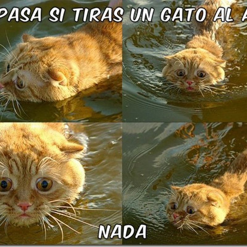 ¿Que pasa si tiras un gato al agua…?