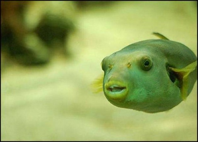 [caras de pez casi humana migallinero (1)[2].jpg]