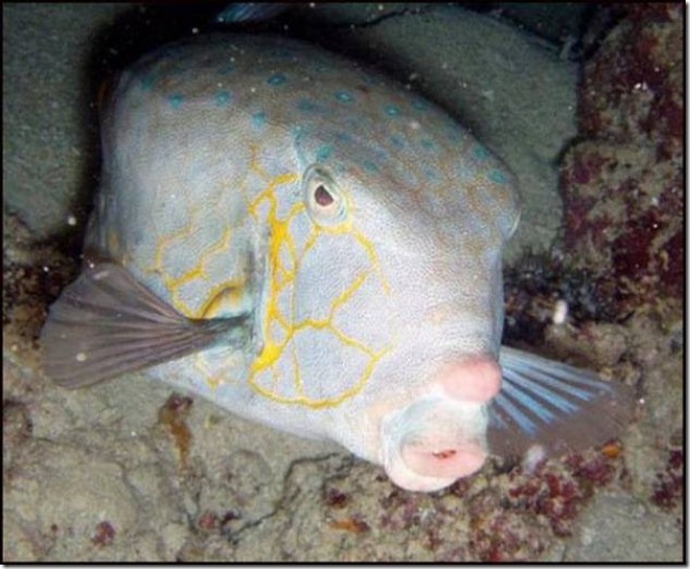 caras de pez casi humana migallinero (126)