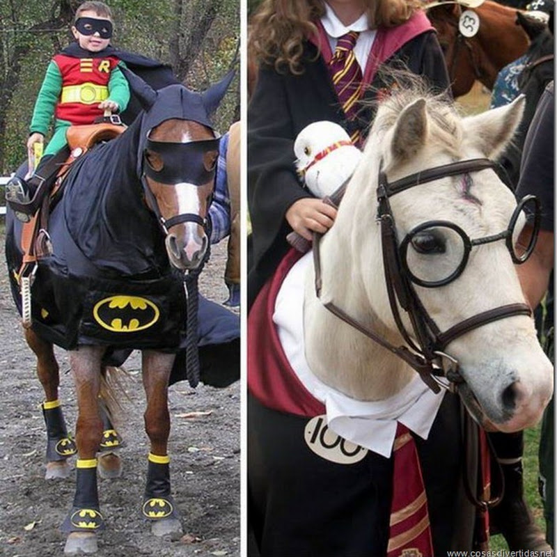 Caballo disfrazado de Batman, caballo disfrazado de Harry Potter