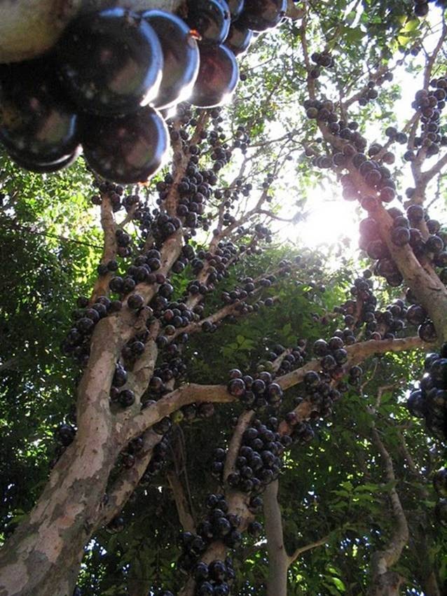 [JABUTICABA  cosasdivertidas (10)[2].jpg]