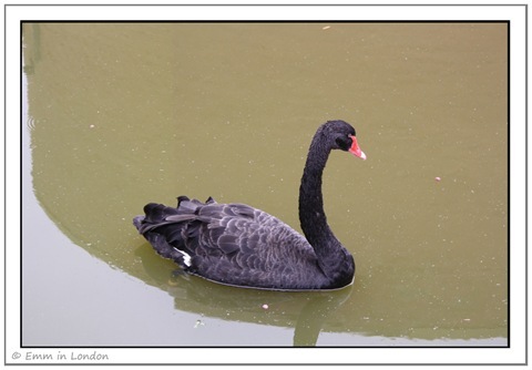 Black Swan at Emerald Resort Animal World