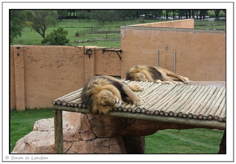 Lions at Emerald Resort Animal World