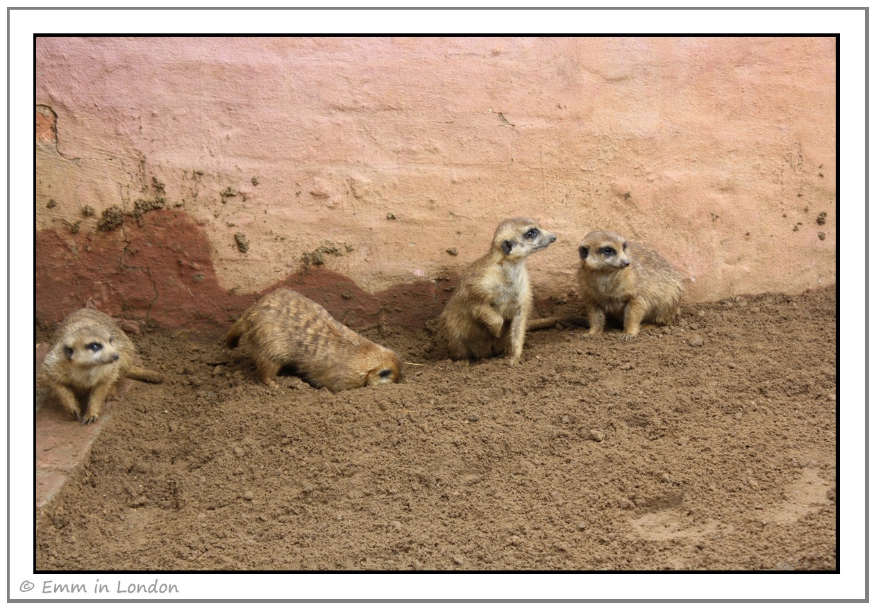 [Meerkats-at-Emerald-Resort-Animal-Wo.jpg]