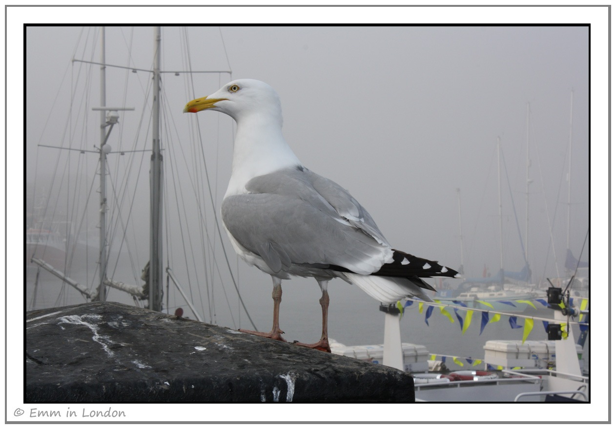 [Seagull-in-Whitby3.jpg]