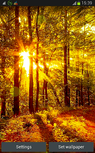 Sunny Forest Wallpaper App