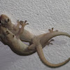 Indo-pacific gecko