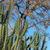 cactus opuntia subulata