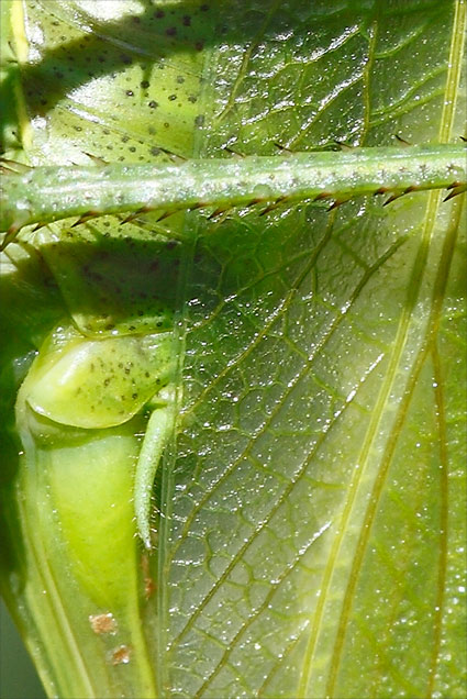 détail ailes grande sauterelle verte