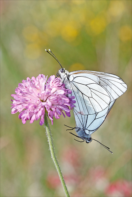 couple de gazés
