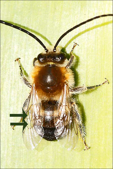 détail des ailes de l'eucère mâle
