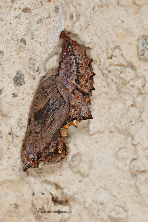 chrysalide de papillon Tabac d'Espagne