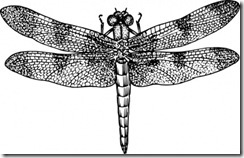 dragonfly_clip_art_19561