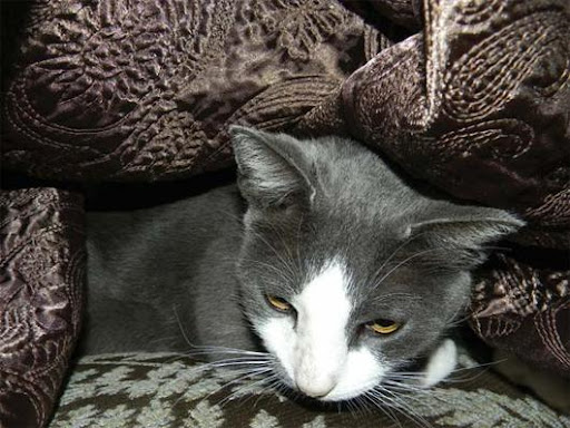 Gato sumido durante furacão Katrina é reencontrado