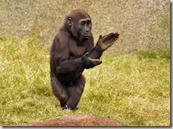gorilla clapping