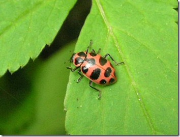ladybugpink