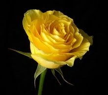 [flor  amarilla[4].jpg]
