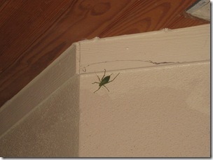 big green bug