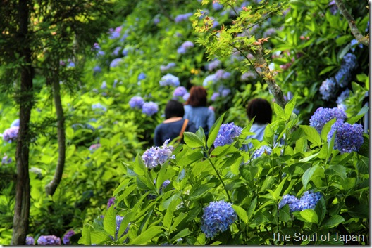 The temple amongst a persuasion together with lots of flowers TokyoMap Hase-Dera Temple: Flowers