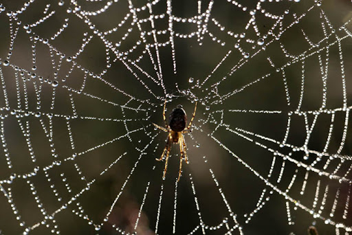 Spider%20in%20dew-laden%20web%20copy.jpg