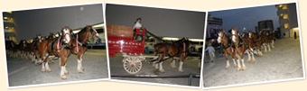 View Budweiser Clydsdales