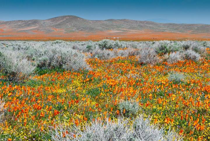 Antelope Valley California Poppy Reserveh - цветочный заповедник в Долине Антилоп 