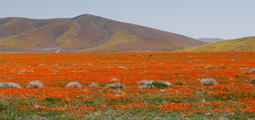 Antelope Valley California Poppy Reserveh - цветочный заповедник в Долине Антилоп 