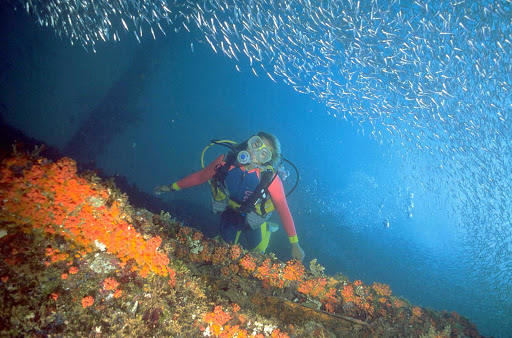 Scuba diving among a large school of small fish off the coast of Aruba.