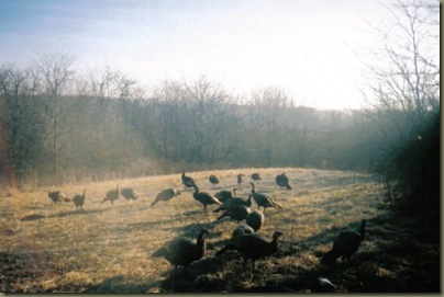 trailcam_turkeys3