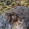 Desert tarantula