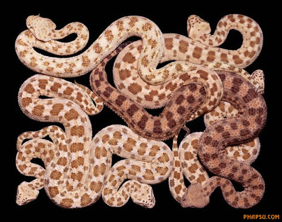 snake_art_17.jpg