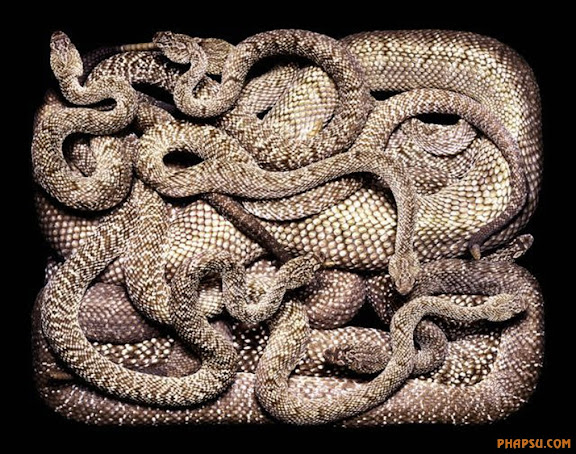 snake_art_20.jpg