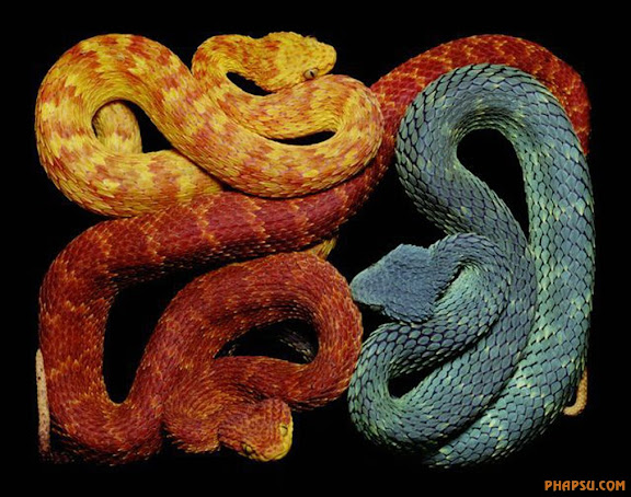 snake_art_23.jpg