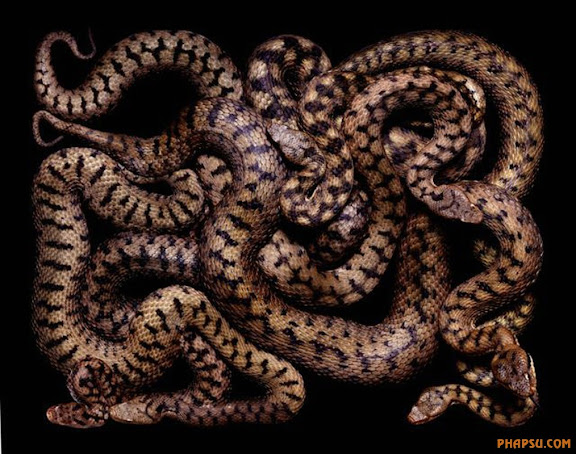 snake_art_12.jpg