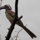 African Grey hornbill