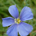 Blue Flax Flowers